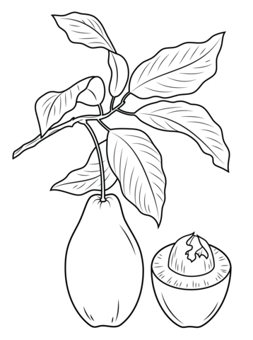 Avocado Branch Coloring Page